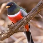 image of bird