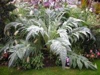 image of cardoon