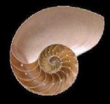 image of nautilus