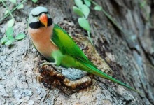 image of parakeet