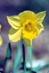 image of flower