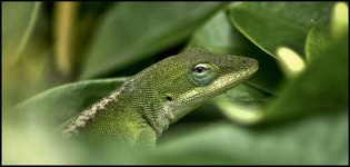 image of green_lizard