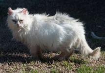 image of feral_cats