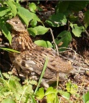 image of partridge