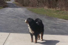 image of bernese_mountain_dog