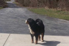 image of bernese_mountain_dog #5