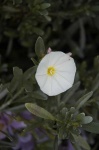 image of flower