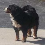 image of animal