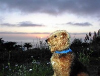 image of airedale
