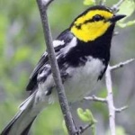image of bird