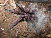 image of animal