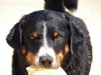 image of appenzeller