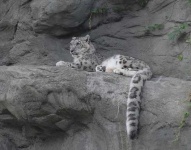 image of snow_leopard