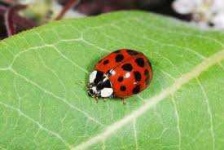 image of ladybugs #21