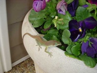 image of american_chameleon