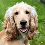 image of animal