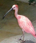 image of ibis