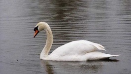 image of swan #29