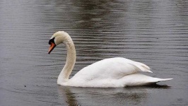image of swan
