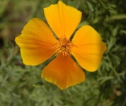 image of flower
