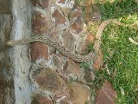 image of rock_python