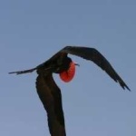 image of bird