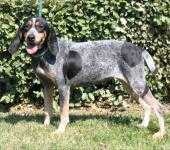 image of bluetick