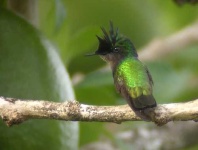 image of hummingbird
