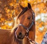 image of animal