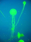 image of jellyfish