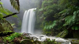 image of jungle