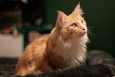 image of animal