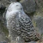 image of bird