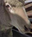 image of animal
