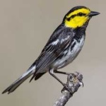 image of bird