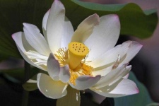 image of lotus #7