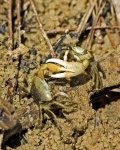 image of fiddler_crab #32