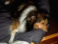 image of shetland_sheepdog