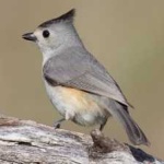 image of bird