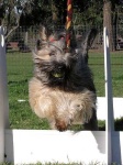 image of briard