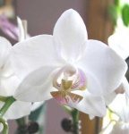 image of moon_orchid #29