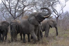 image of tusker #1