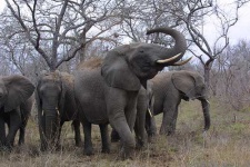 image of tusker