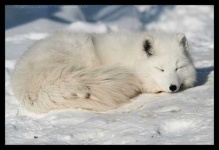 image of arctic_fox