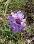 image of flower