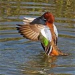image of bird
