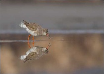 image of redshank