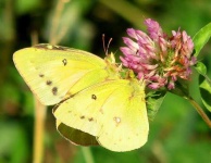 image of sulphur_butterfly #30