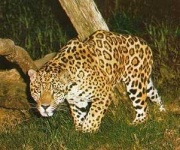 image of jaguar_car