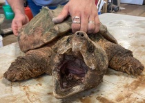 image of animal